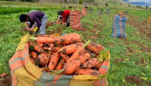 Agricultura